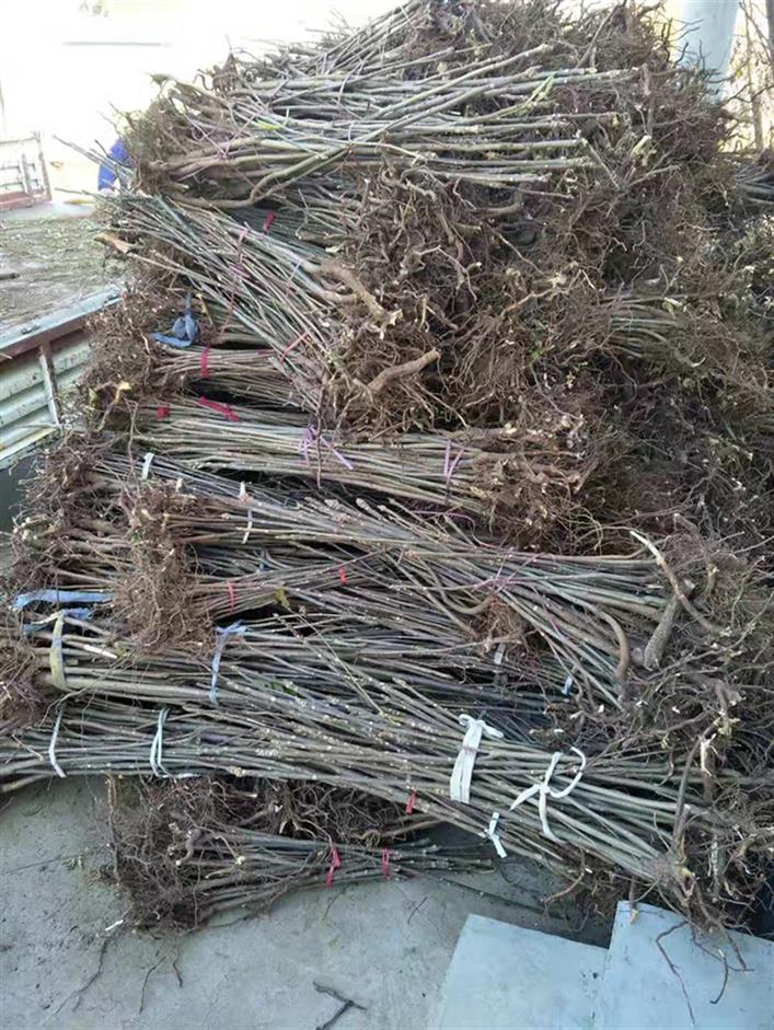 貴州紅油香椿樹廠家