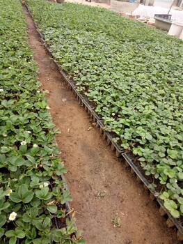 供應章姬草莓苗報價 甜寶草莓苗 質(zhì)量高 普順苗木基地