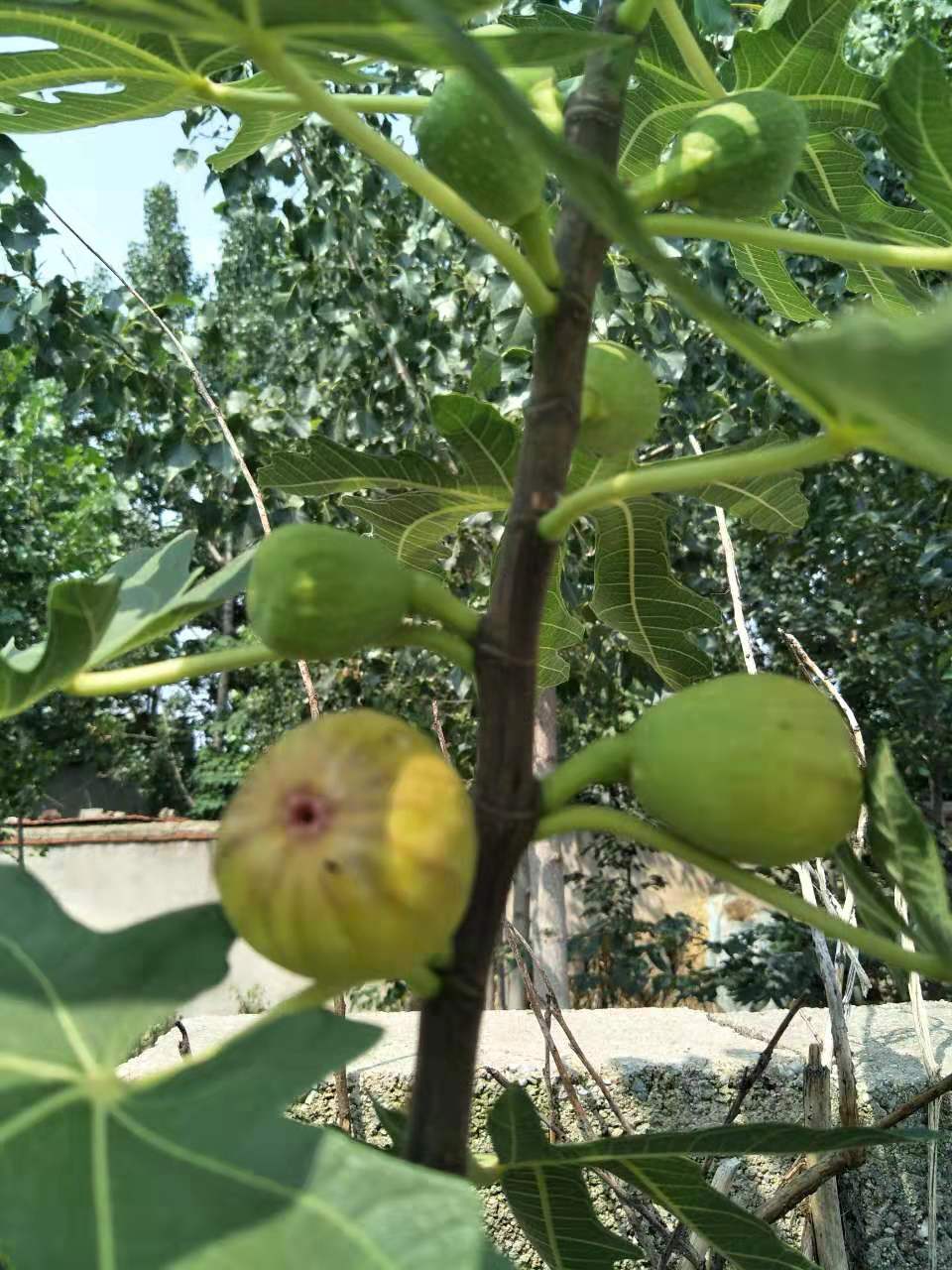 廈門無花果樹苗生產廠家
