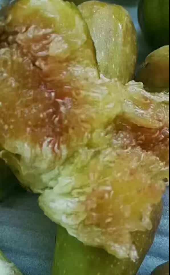 惠州無花果樹苗批發(fā)