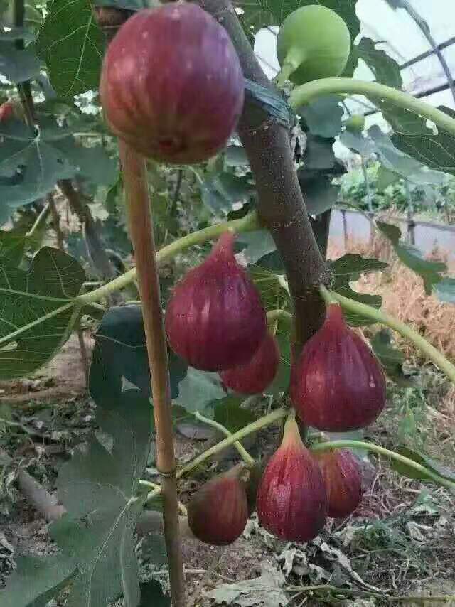 金華無花果樹苗批發(fā)