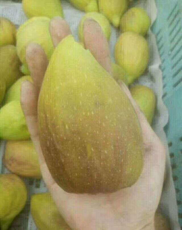 滄州無花果樹苗報(bào)價(jià)