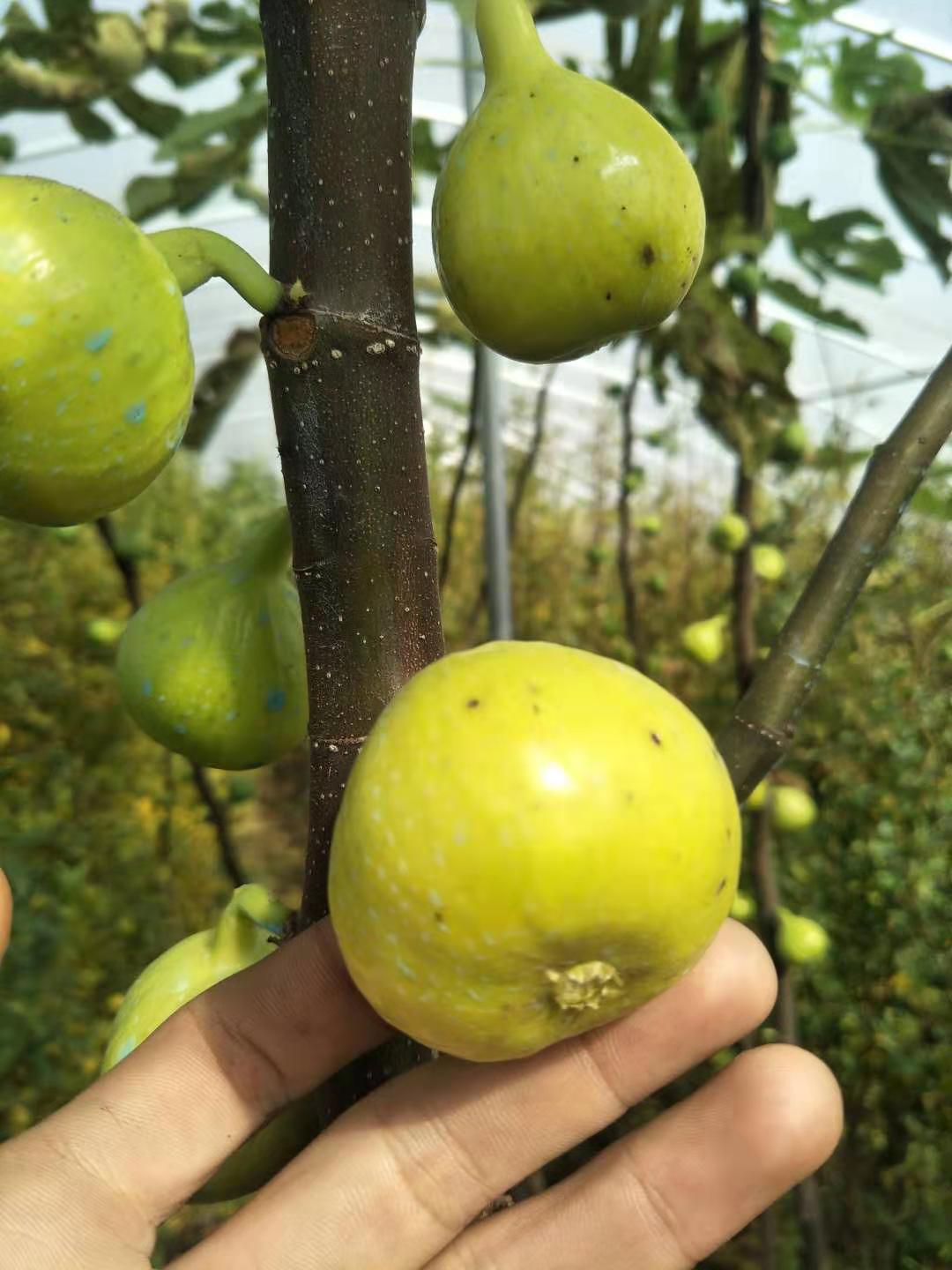 洛阳无花果树苗报价