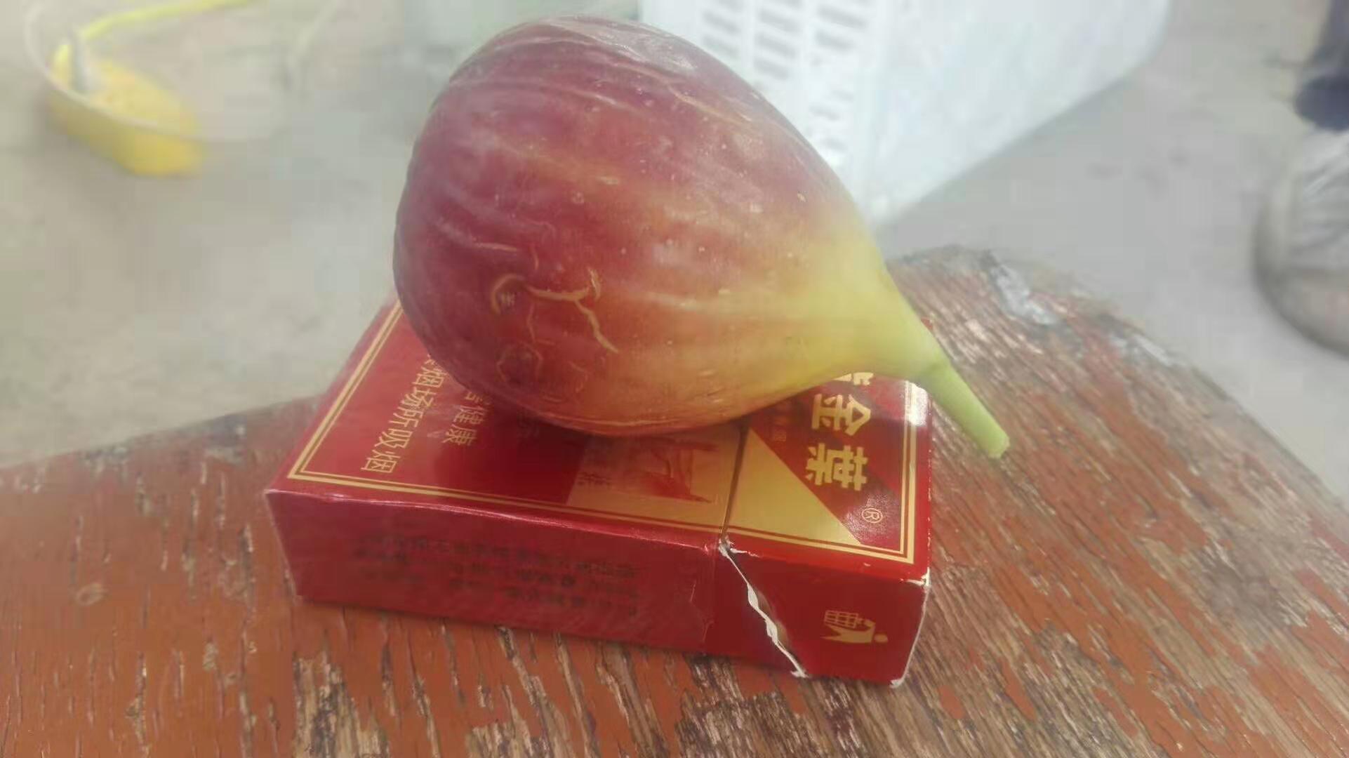 廈門無花果樹苗生產廠家
