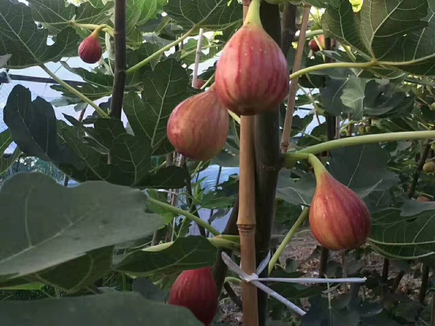 销售大青皮芭劳奈无花果苗报价