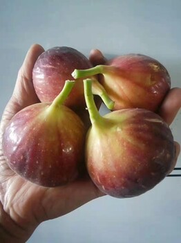 西安無(wú)花果樹(shù)苗報(bào)價(jià) 大青皮芭勞奈無(wú)花果苗 質(zhì)優(yōu)