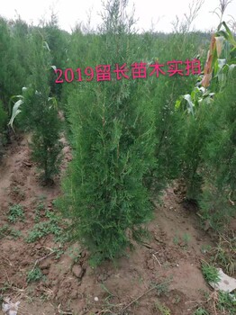 2米側(cè)柏哪里有？2米大田側(cè)柏多少錢一棵？山西2米5側(cè)柏