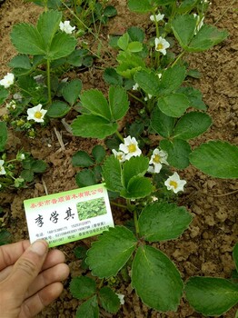 杭州草莓苗 章姬草莓苗 草莓苗廠家
