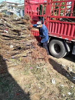 贵州红油香椿树厂家 红油香椿树 绿油香椿树