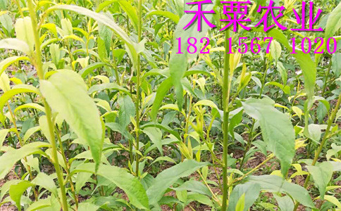 四川青脆李苗銷售_青脆李樹苗基地報(bào)價(jià)