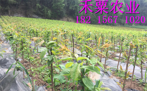 四川青脆李苗銷售_青脆李樹苗基地報(bào)價(jià)