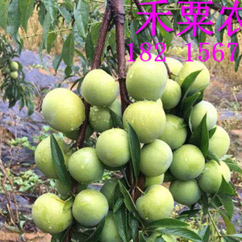 鳳凰李樹苗供應(yīng)，鳳凰李子樹苗批發(fā)，今日鳳凰李苗價(jià)格。