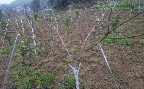 陜西青脆李苗批發(fā)_青脆李樹(shù)苗廠家
