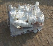 浙江温州肉鸽价格视频选鸽批发