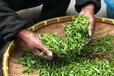 老挝茶叶进出口代理，熙海好牛一公司