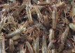 小龙虾种苗如何来江苏沭淮河农业，买抢手的小龙虾种苗