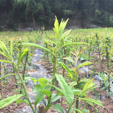 贵州青脆李苗价格_青脆李树苗哪家好 专业的苗木基地图片