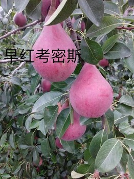呼和浩特梨苗哪家質(zhì)量好 一站式全流程服務(wù)