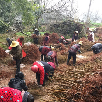 四川青脆李苗批發(fā)_青脆李樹苗哪家好 的苗木基地