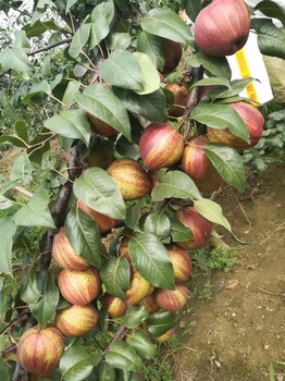 新鄉(xiāng)早酥紅梨哪個(gè)品牌好 產(chǎn)品質(zhì)量