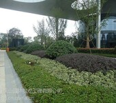 上海虹口筑山园林园林景观绿化养护案例