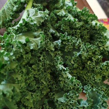 羽衣甘藍種子皺葉特色蔬菜四季盆栽特菜種子