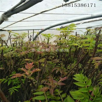 供應(yīng)香椿苗價格 紅油香椿樹 大棚香椿如何種植