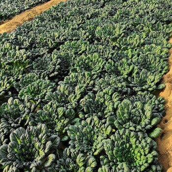 黄心乌塌菜种子菊花芯散叶大白菜耐低温100天上市陆地种植