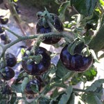 黑番茄种子苗黑色樱桃小西红柿阳台盆栽苗子蔬菜种籽种苗孑圣女果