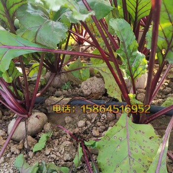 紅甜菜根種子紫菜紅菜頭進(jìn)口四季播種籽春季秋冬蔬菜蘿卜種孑