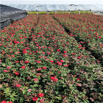 湖北宿根花卉种植基地，适合湖北生长的花卉种类，湖北草花基地