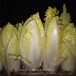 软化菊苣种子特菜种子法国苦苣种子玉兰菜欧洲菊苣苦白菜秋播特色特菜种子
