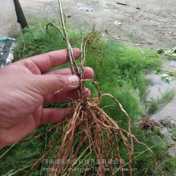 （芦笋种苗）种子白芦笋多年生四季盆栽种植可以留种高产