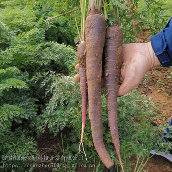 紫萝卜籽黑萝卜籽黄芯富硒萝卜盆栽蔬菜种子受菜农喜爱