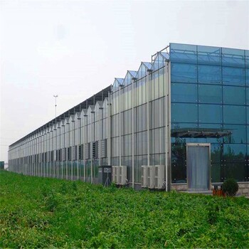 玻璃温室大棚新型阳光板温室批发价格金沣温室