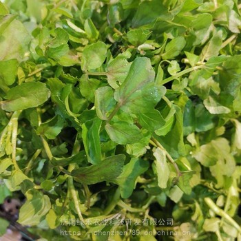 豆瓣菜種子西洋菜水田芥四季水培蔬菜種子多年生採(cǎi)栽多次