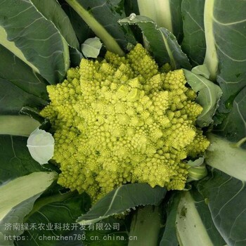 寶塔菜種子羅馬花椰菜種子菜花種子花菜種子蔬菜種子脆爽包郵
