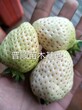 云南法兰帝草莓苗生产厂家 奶油草莓苗 量大可送货上门图片