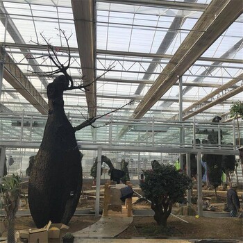 花卉玻璃温室大棚金沣温室加工定制育苗玻璃温室