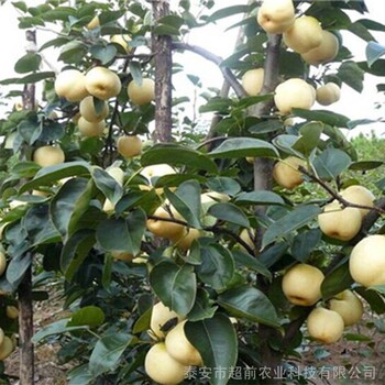 農(nóng)業(yè)大量出售柱狀梨樹苗適合南方種植柱狀梨樹苗價格梨樹苗