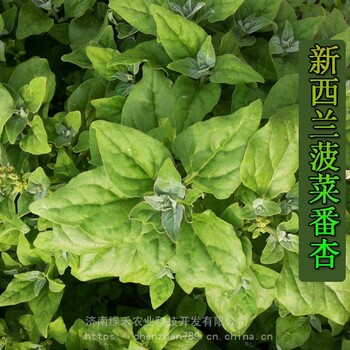 菠菜種子番杏新西蘭籽好吃莖嫩多次採(cǎi)栽菜農(nóng)喜愛(ài)