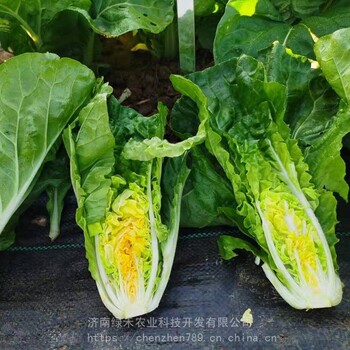 快菜種子小白菜四季盆栽鮮嫩20天上市早熟四季蔬菜種孑