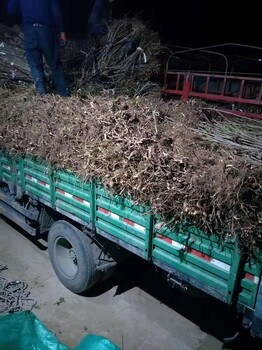 廊坊大棚紅油香椿樹苗繁育批發(fā)基地 香椿苗 綠油香椿樹
