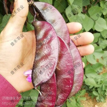 紫扁豆種子眉豆紫蕓豆盆栽瓜種子蔬菜種子