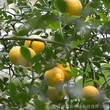 基地绿篱灌丛枸橘苗品种保障枸橘苗