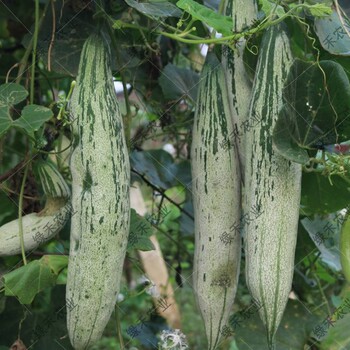 變色瓜種子老鼠瓜種植金芒果結(jié)果量大