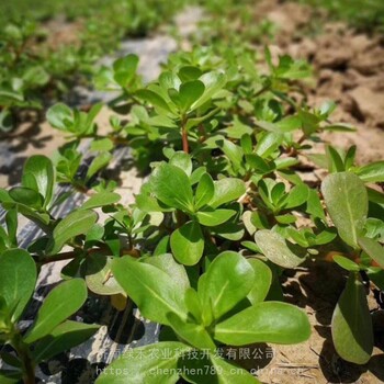 马齿苋种子马齿汗荷兰直立马齿苋马蜂菜野菜特菜四季种植