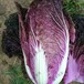 紫白菜种子大白菜种子紫色蔬菜春秋种植蔬菜基地