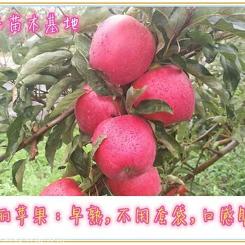 喬化魯麗蘋果苗畝栽量山東魯麗蘋果苗基地