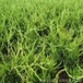 湿地绿化用龙柏树苗好成活龙柏树苗价格